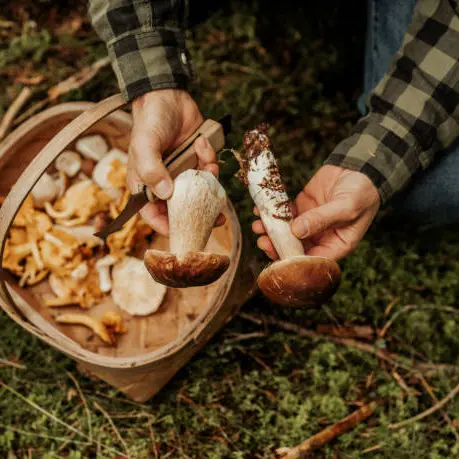 Sortie champignons dans le bois du Domaine_Bourg-en-Bresse