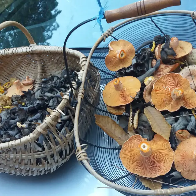 paniers champignons