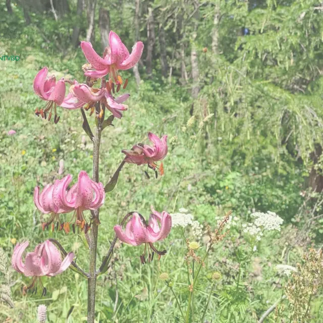 Les apéros de la Réserve au gîte de la Monta_Abriès-Ristolas