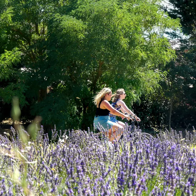 Rians, Vignes et lavandes à vélo