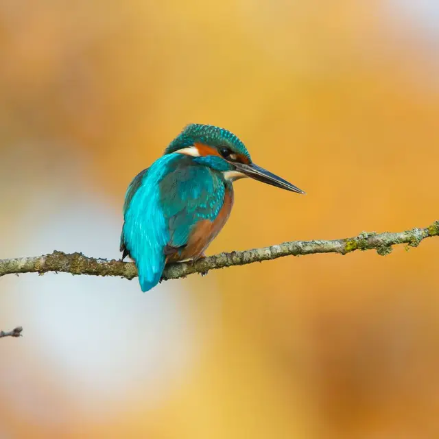 Exposition photo nature