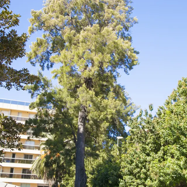 Casuarina arbre