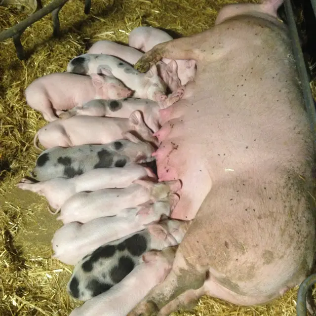 La ferme du Lauzon