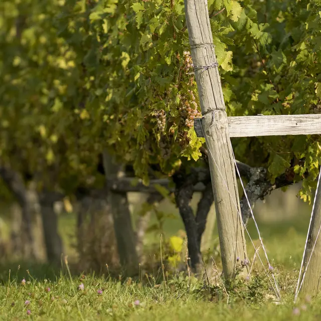 Domaine Dupraz