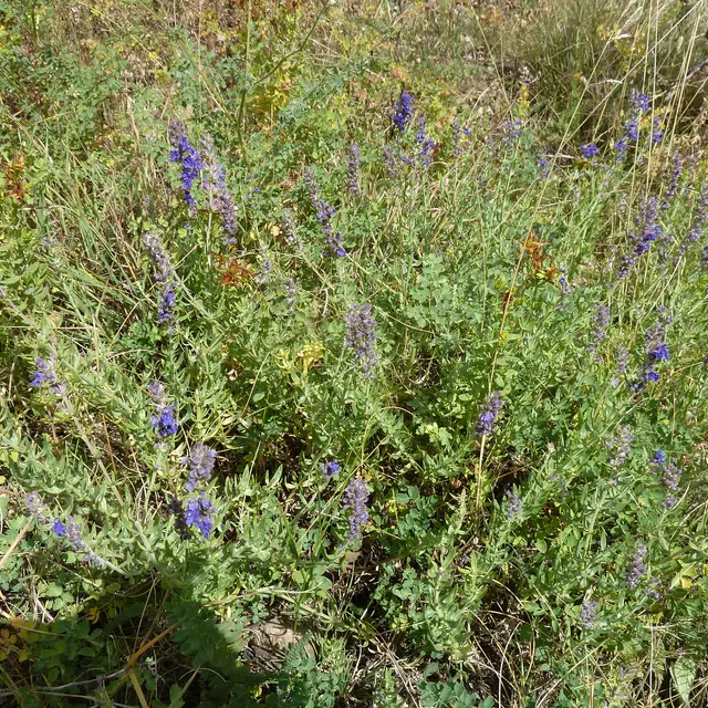 A la découverte des plantes aromatiques, médicinales et gourmandes