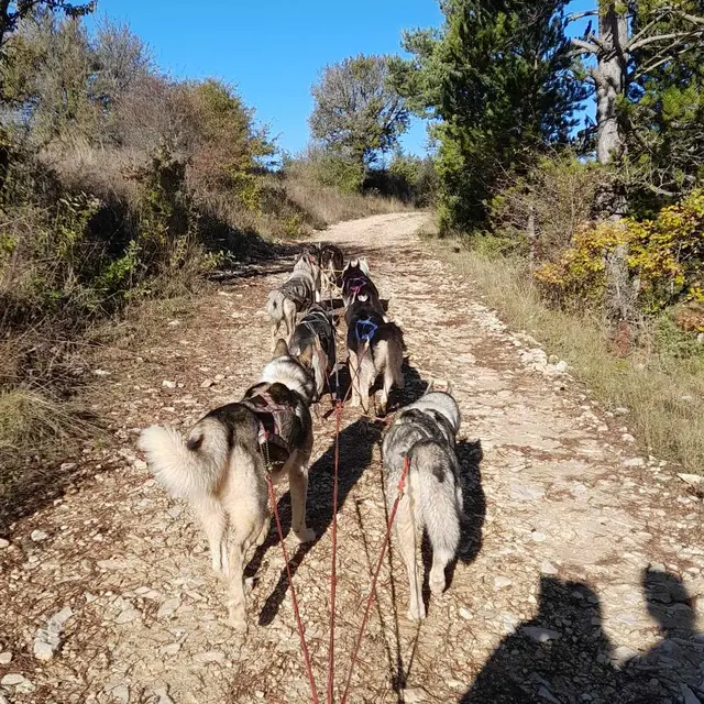 chiens