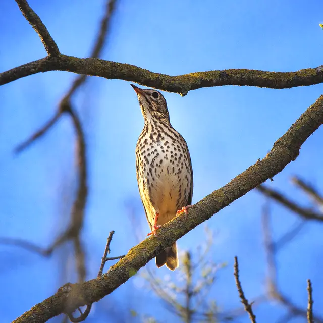 Balade - Escale ornithologique_Le Beausset