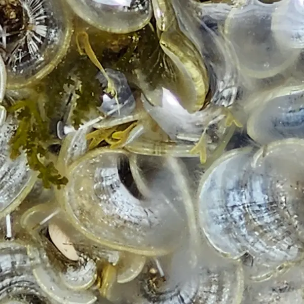 Sortie nature du Muséum et atelier : découverte des algues du littoral (Marseille)_Marseille