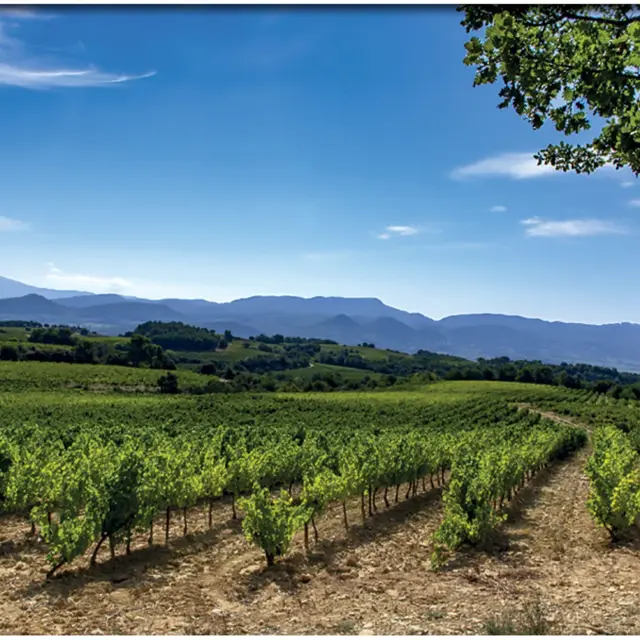 La randonnée de Rasteau par Terra Rando_Rasteau