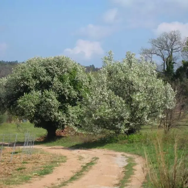 Quartier St Clément - La Garde-Freinet  - Randonnée pédestre