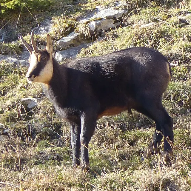 Chamois