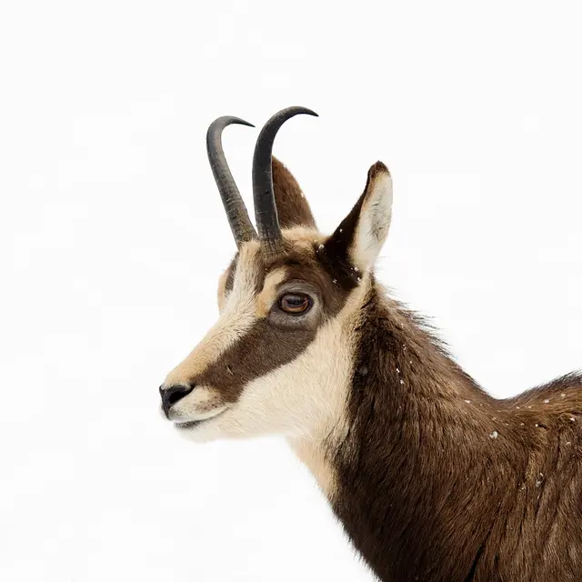 Les incroyables animaux de la montagne