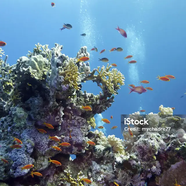 Plongez dans les fonds marins sans bouger de la terre ferme !_Saint-Martin-Vésubie