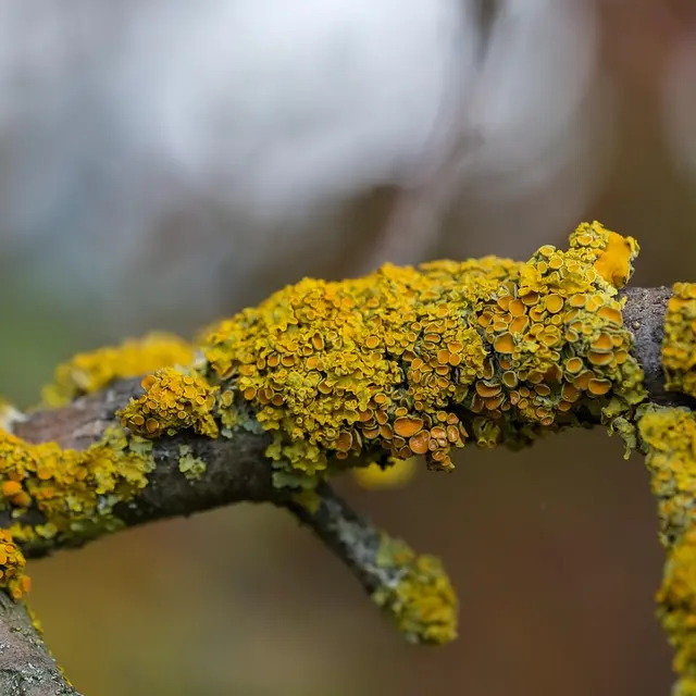 Les lichens_Arcon