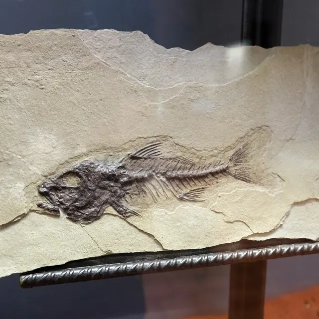 Museum Requien