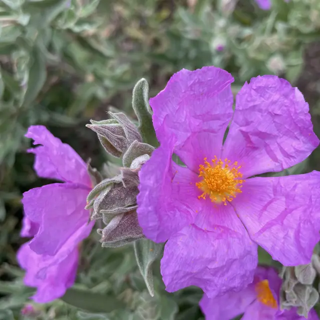 Randonnée découverte de la flore méditerranénne avec guide SAB Esterel_Roquebrune-sur-Argens