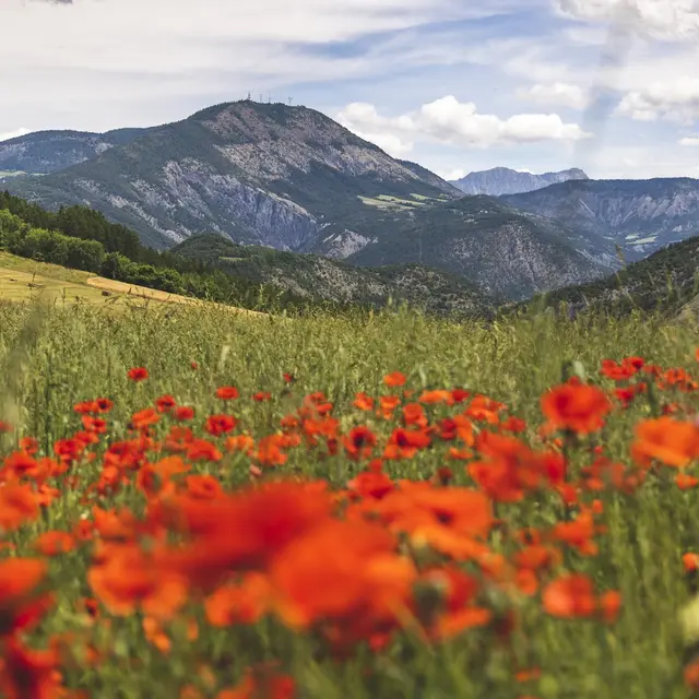 Gravel n°G4 - Grand 8 de la Blanche