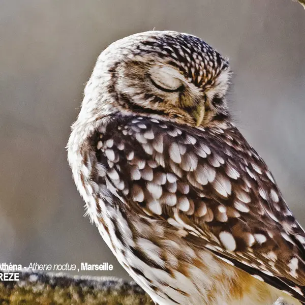 L’Avifaune nicheuse de la cité phocéenne - Une richesse méconnue_Marseille