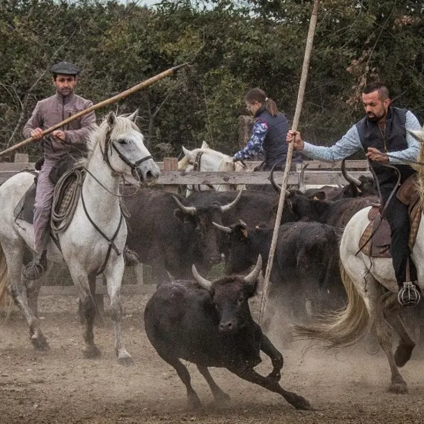 Camargue - OTLCM