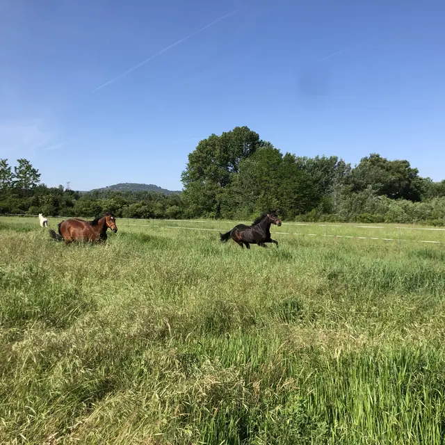 Chevaux en prairie