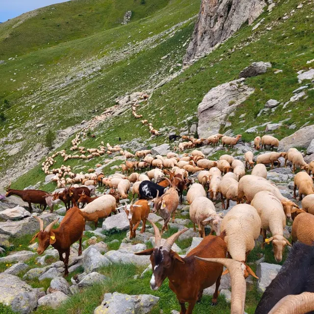 Séjour Transhumance d’été en haute Roya_Tende