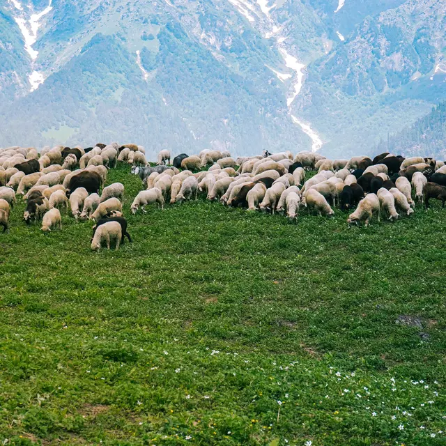 Animation Coexistence Activités humaines et Loup_Samoëns