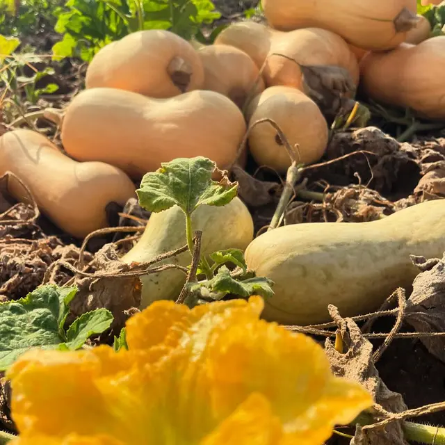 Ferme Dragone_Le Luc