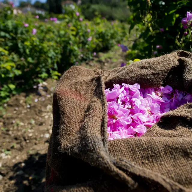 Grasse : Visite et cueillette de la Rose Centifolia_Grasse