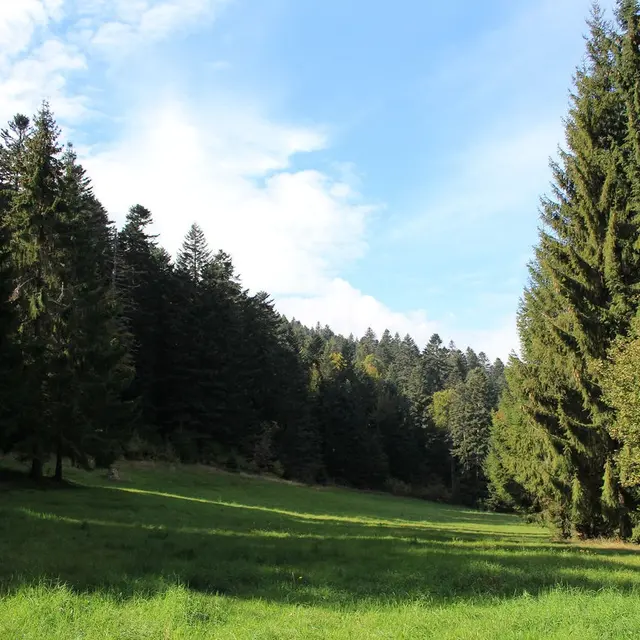 Foret_de_Becajat1.jpg recadrée.jpg