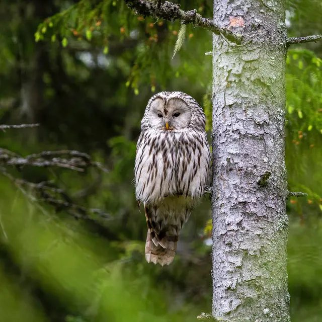 Chouettes alors !