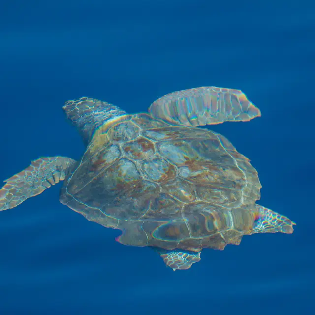 Tortue caouanne