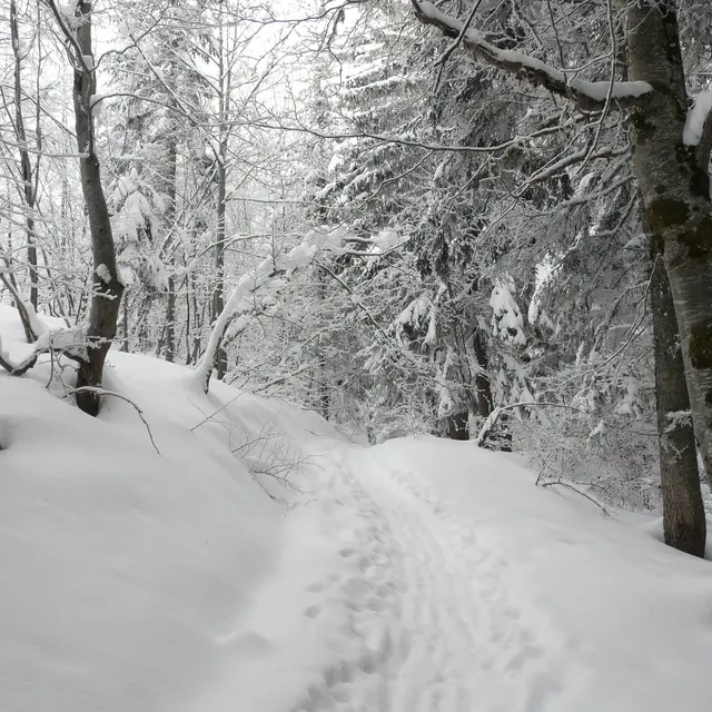 Forêt enneigé autour de Crest Voland