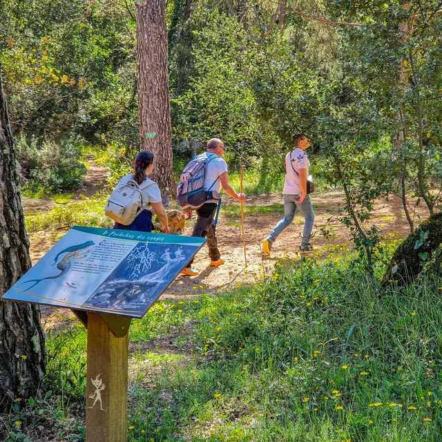 Randonner Autrement - Le trésor du petit peuple | La forêt de Fox Amphoux_Fox-Amphoux