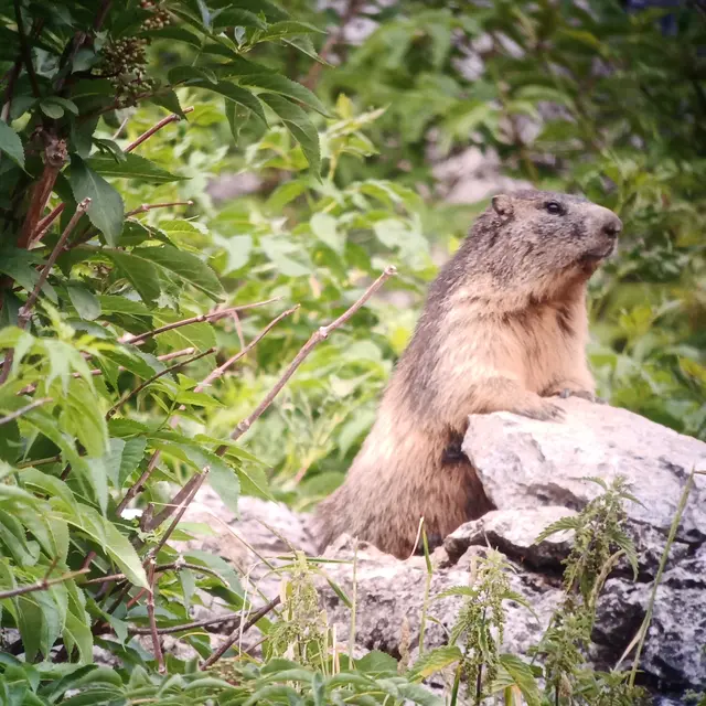 Journée pique-nique avec les marmottes et les chamois_Taninges