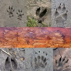 Sur la piste des animaux (tout public, enfants dès 5 ans)_Ceyzérieu