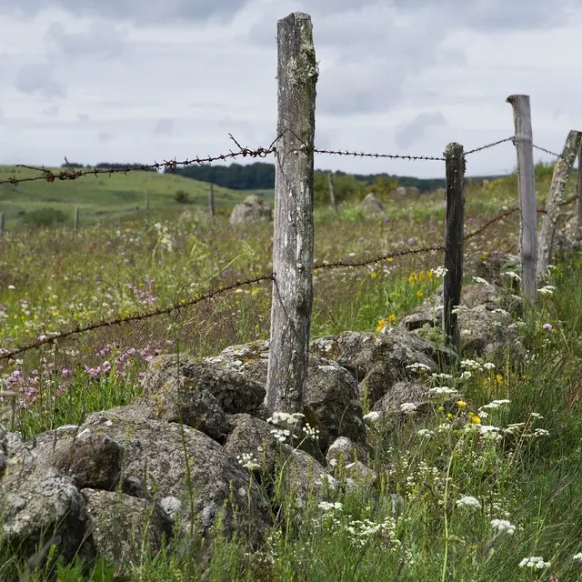 Fête du pastoralisme_Les Vastres