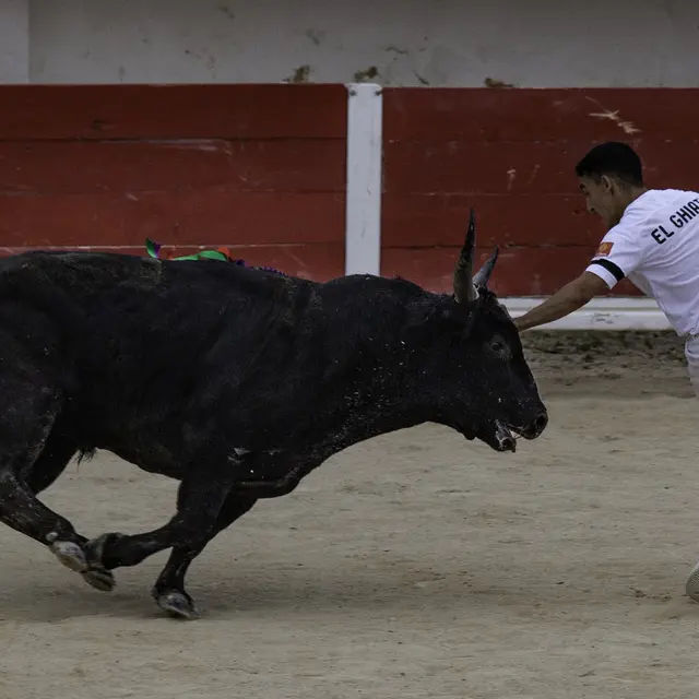 Course camarguaise aux arènes «Finale Trophée de l’Avenir»_Saintes-Maries-de-la-Mer