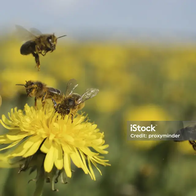 La semaine des fleurs pour les abeilles_Saint-Martin-Vésubie