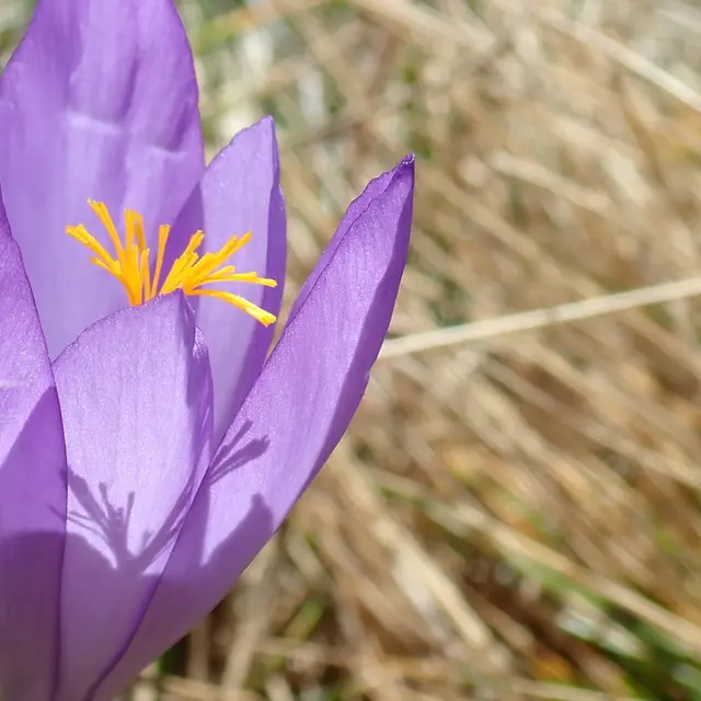Crocus safrané