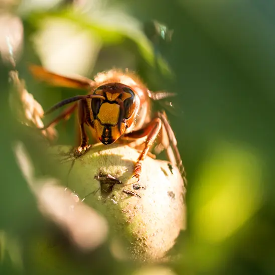 Perfectionnement à la macrophotographie en pays Laragnais_Laragne-Montéglin