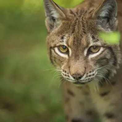 Le lynx, ce voisin bien discret (4-7 ans) - Maison du Marais_Ceyzérieu