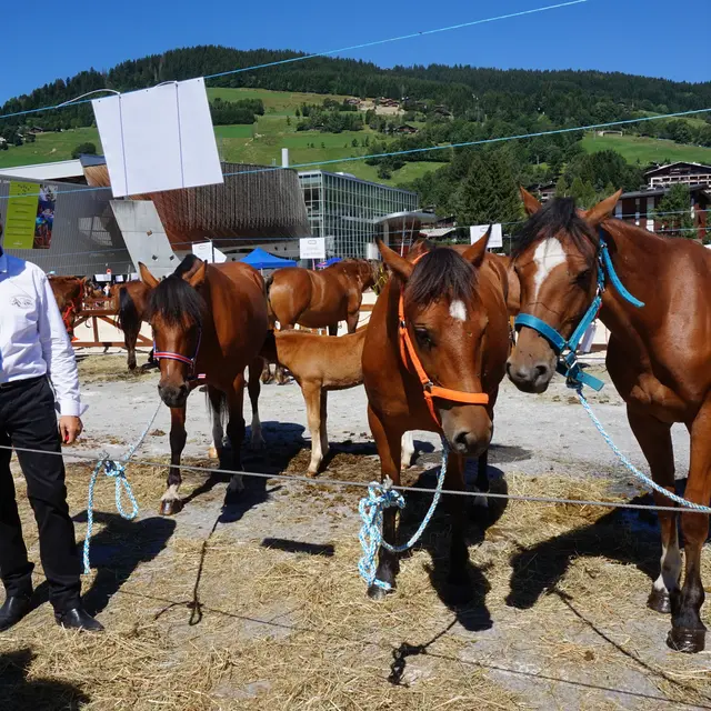 concours aux poulains17