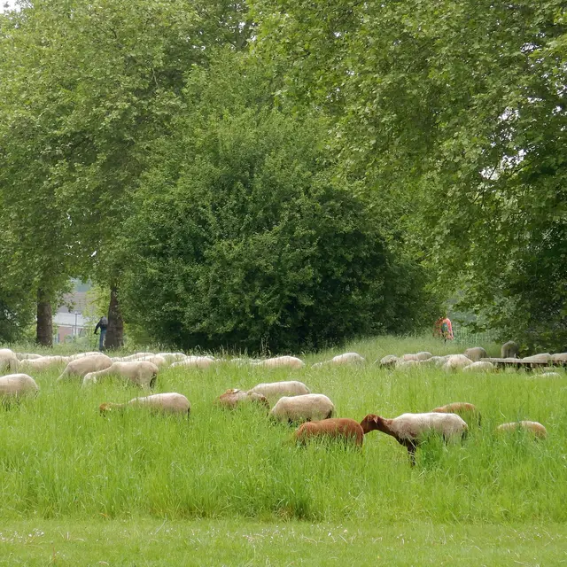 Atelier les animaux en ville (6-12 ans) - Nuits de la lecture_Bourg-en-Bresse