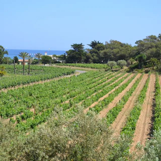 Les Musicales dans les Vignes au Domaine de l'Anglade_Le Lavandou