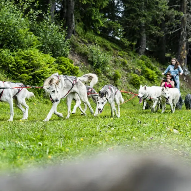 Cani'kart avec Alpes Huskies