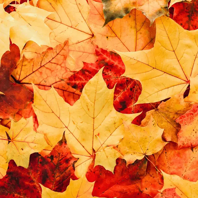 Fête de l'Automne_Marigny-Saint-Marcel