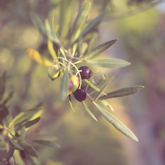 Démonstration de taille d'olivier_Pélissanne