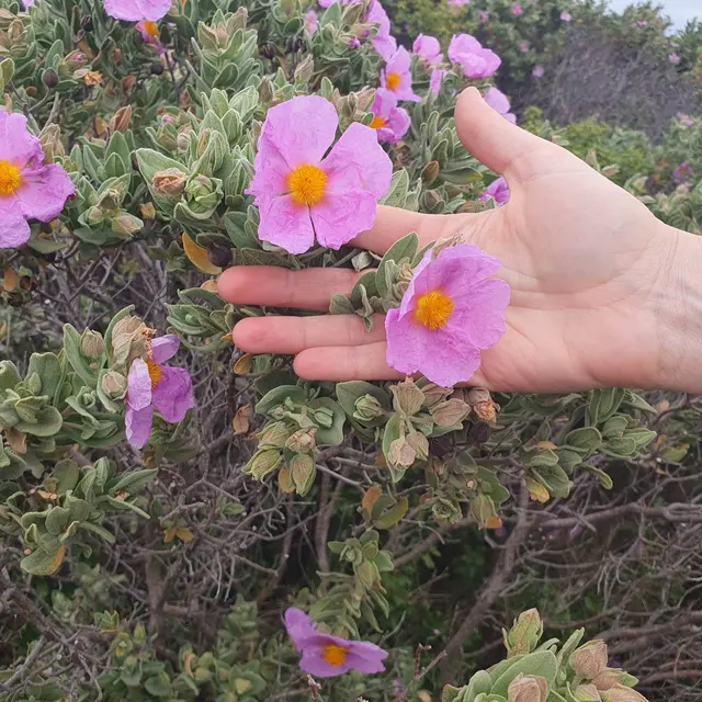 Découverte des plantes comestibles et médicinales sur la colline st-Étienne_Istres