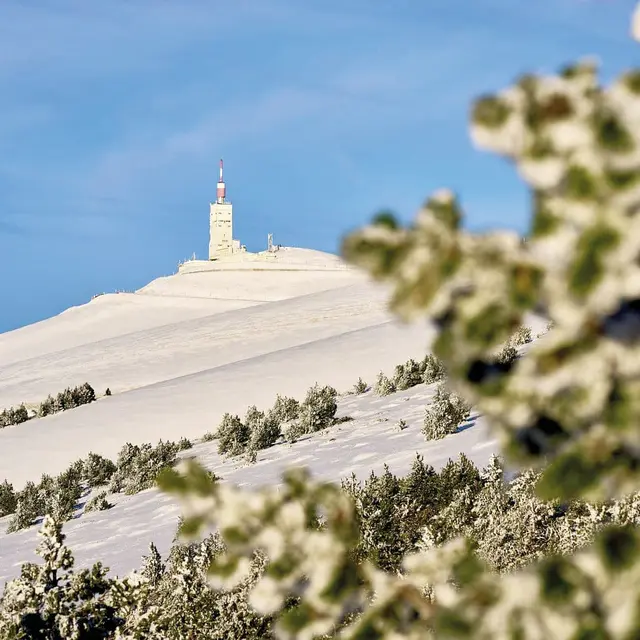 Cartonivo: Trail Montée du ventoux_Bédoin