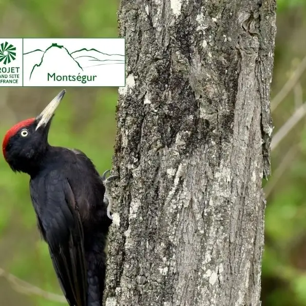 La course folle des oiseaux_Lavelanet